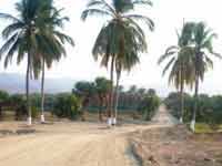 Lotes Frente al Mar